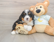 6 week old Mini Bernedoodle Puppy For Sale - Windy City Pups