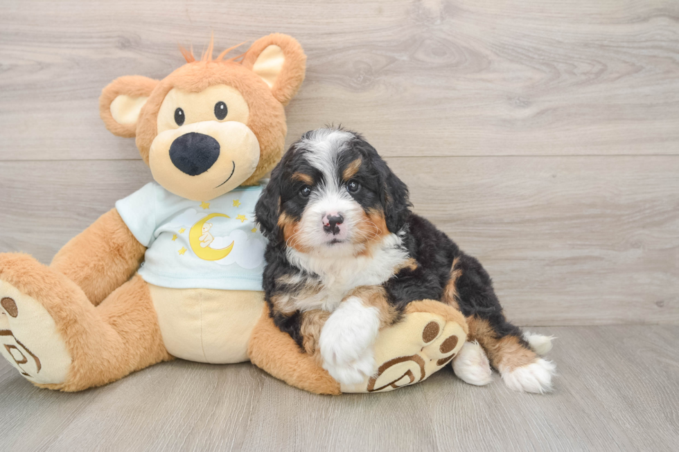 Adorable Mini Bernepoo Poodle Mix Puppy