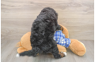 Energetic Mini Bernesedoodle Poodle Mix Puppy