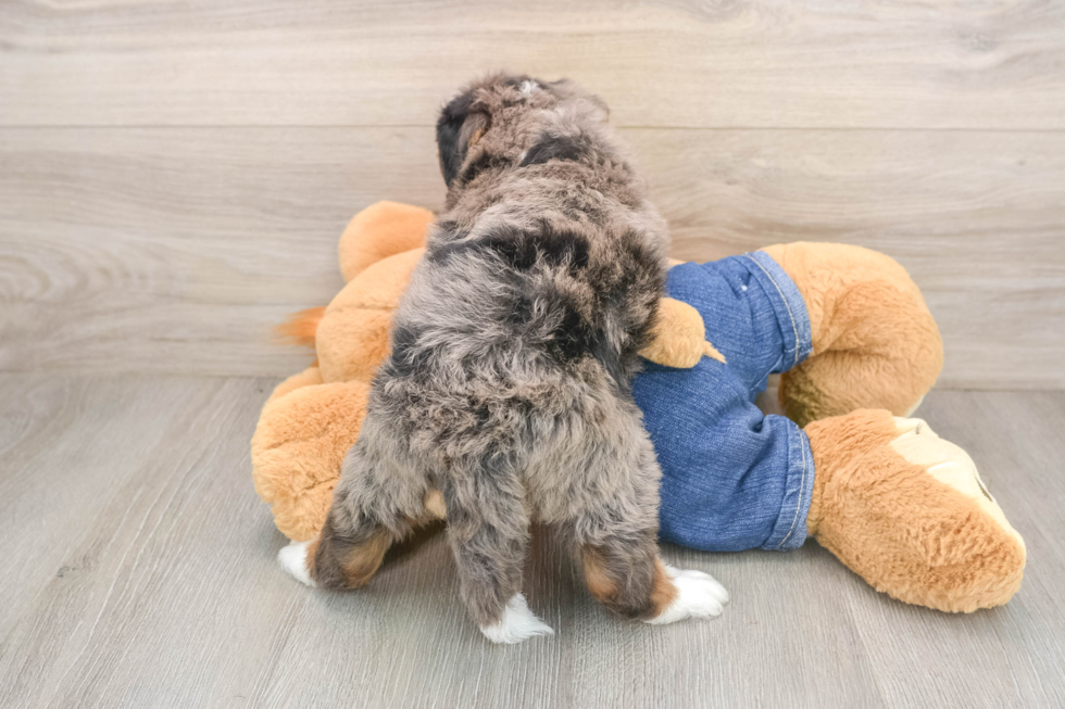Mini Bernedoodle Puppy for Adoption