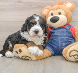 5 week old Mini Bernedoodle Puppy For Sale - Windy City Pups