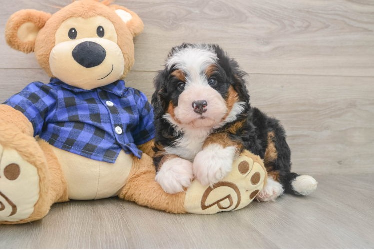 Playful Mini Bernesedoodle Poodle Mix Puppy
