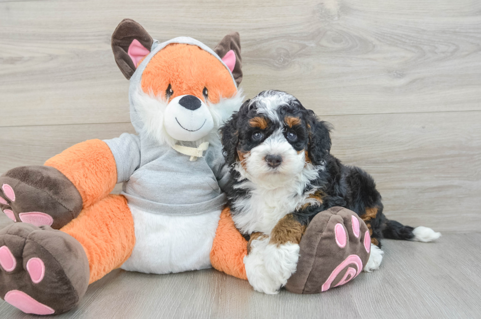 6 week old Mini Bernedoodle Puppy For Sale - Windy City Pups