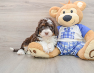 6 week old Mini Bernedoodle Puppy For Sale - Windy City Pups