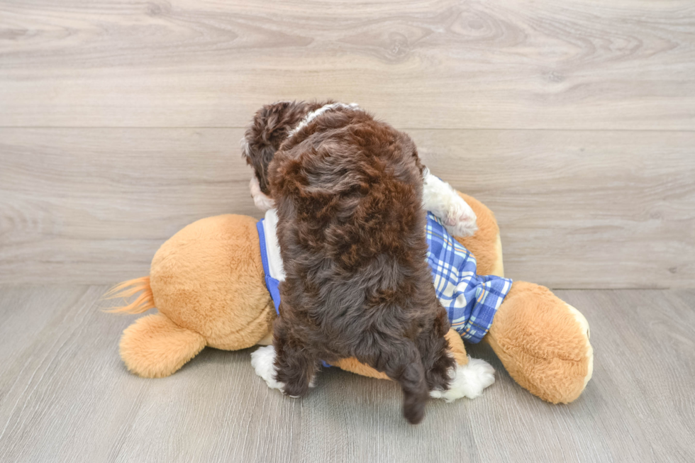 Mini Bernedoodle Puppy for Adoption