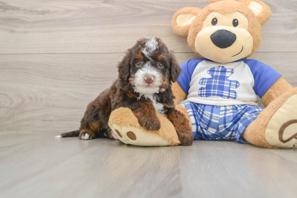Happy Mini Bernedoodle Baby
