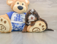 6 week old Mini Bernedoodle Puppy For Sale - Windy City Pups