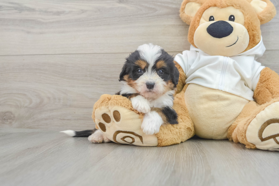 Petite Mini Bernedoodle Poodle Mix Pup