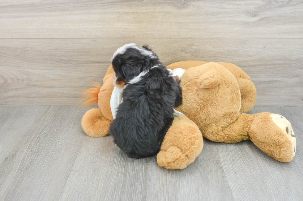 Sweet Mini Bernedoodle Baby