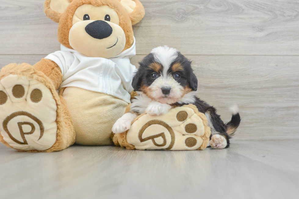 Mini Bernedoodle Pup Being Cute