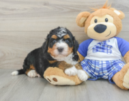 5 week old Mini Bernedoodle Puppy For Sale - Windy City Pups