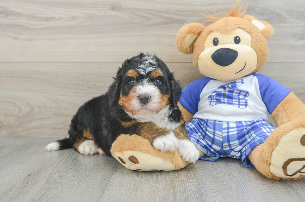 5 week old Mini Bernedoodle Puppy For Sale - Windy City Pups