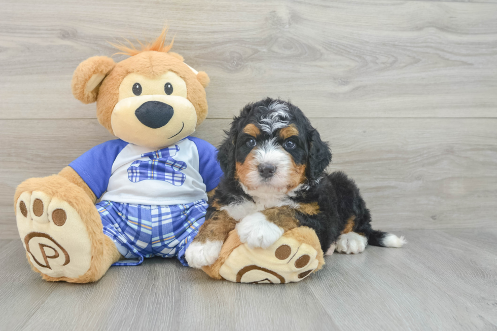 Playful Bernadoodle Poodle Mix Puppy