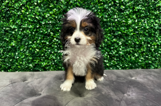 Mini Bernedoodle Pup Being Cute