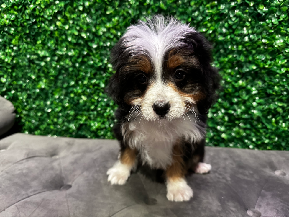 Cute Mini Bernedoodle Baby