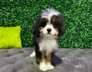 13 week old Mini Bernedoodle Puppy For Sale - Windy City Pups