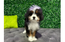 Cute Mini Bernese Poodle Poodle Mix Puppy