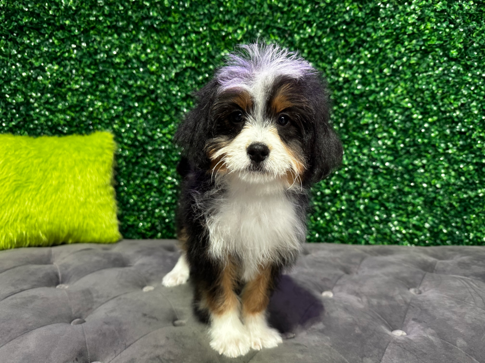 Cute Mini Bernese Poodle Poodle Mix Puppy