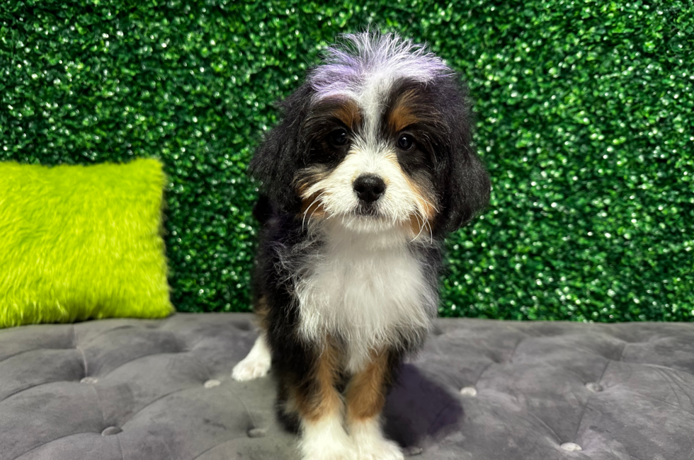 13 week old Mini Bernedoodle Puppy For Sale - Windy City Pups