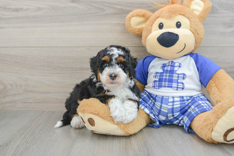 Best Mini Bernedoodle Baby