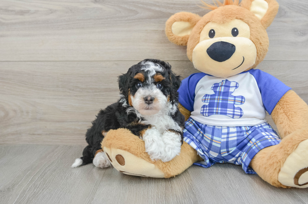 7 week old Mini Bernedoodle Puppy For Sale - Windy City Pups