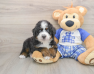 6 week old Mini Bernedoodle Puppy For Sale - Windy City Pups