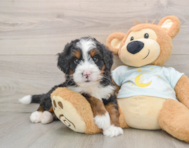 6 week old Mini Bernedoodle Puppy For Sale - Windy City Pups