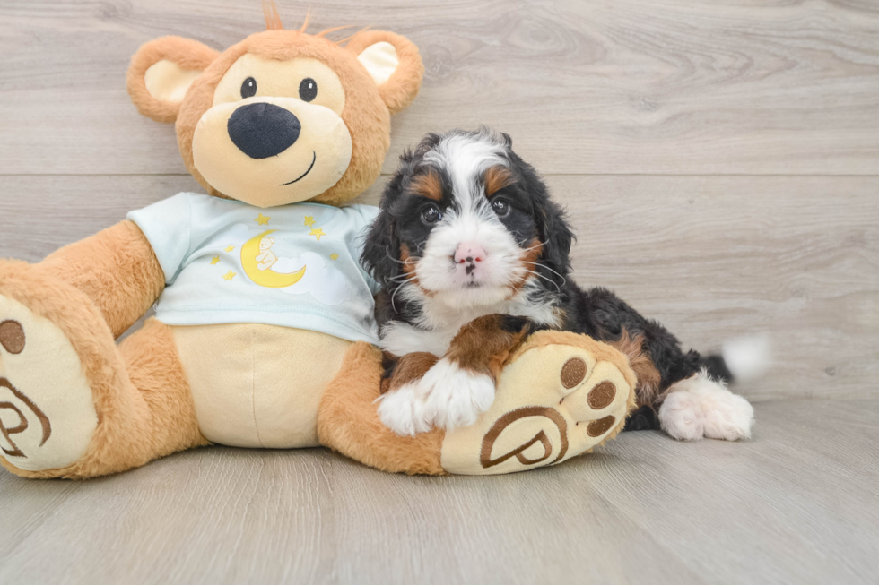 Mini Bernedoodle Pup Being Cute
