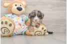 Best Mini Bernedoodle Baby
