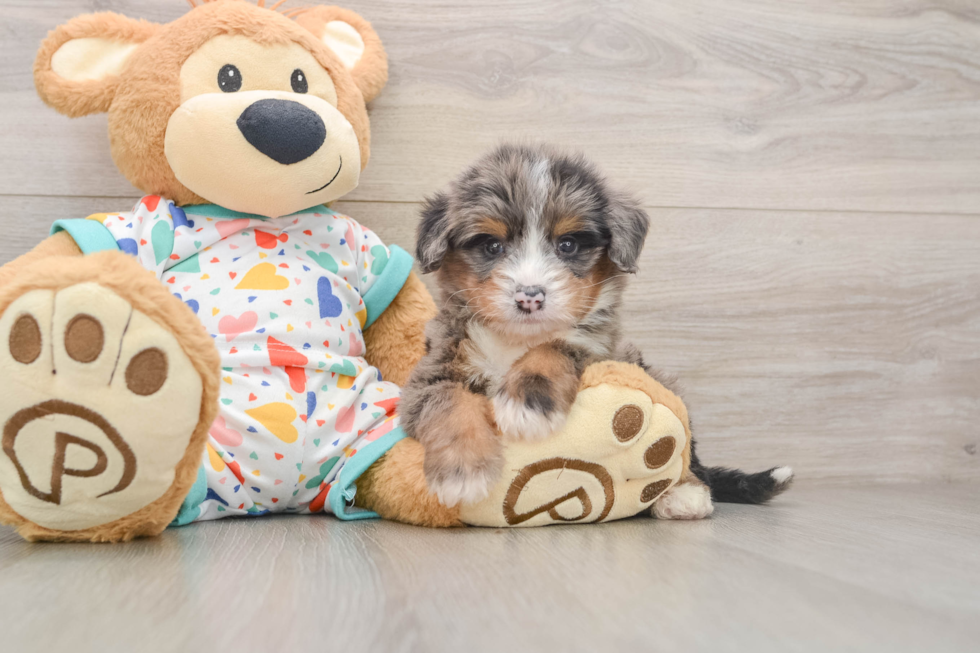 Best Mini Bernedoodle Baby