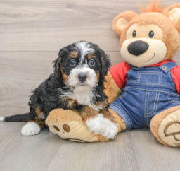 5 week old Mini Bernedoodle Puppy For Sale - Windy City Pups