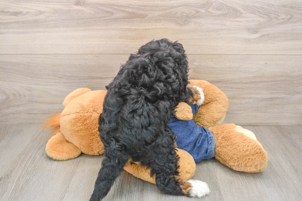 Mini Bernedoodle Puppy for Adoption