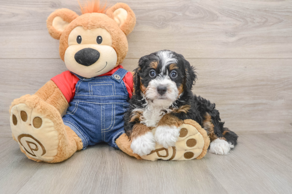 Best Mini Bernedoodle Baby