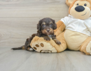 5 week old Mini Doxiedoodle Puppy For Sale - Windy City Pups