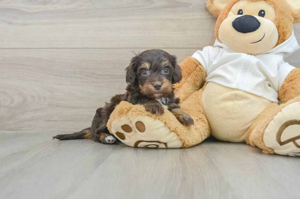 5 week old Mini Doxiedoodle Puppy For Sale - Windy City Pups