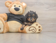 5 week old Mini Doxiedoodle Puppy For Sale - Windy City Pups