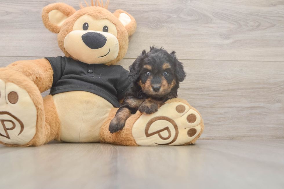 Cute Mini Doxiedoodle Baby