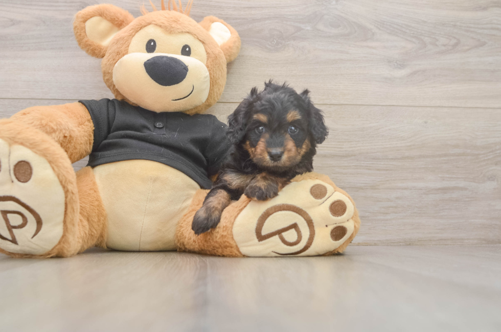 5 week old Mini Doxiedoodle Puppy For Sale - Windy City Pups