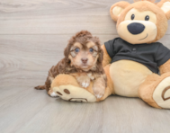 5 week old Mini Doxiedoodle Puppy For Sale - Windy City Pups