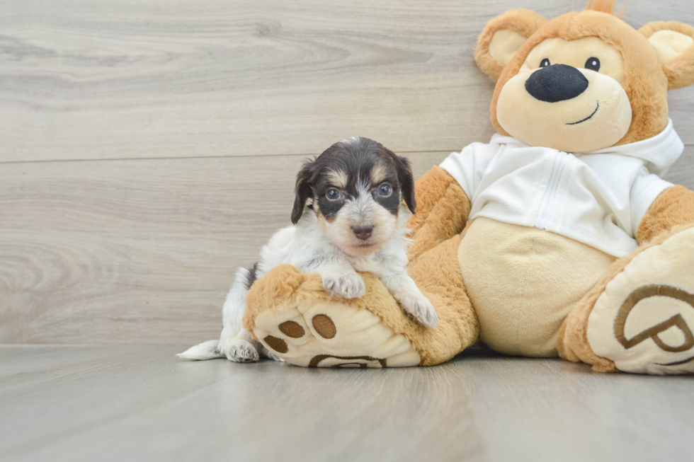 Cute Mini Doxiedoodle Poodle Mix Pup