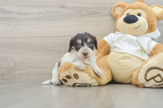 Cute Mini Doxiedoodle Poodle Mix Pup