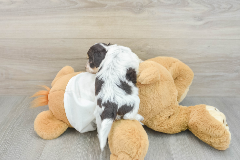 Cute Mini Doxie Poo Poodle Mix Puppy