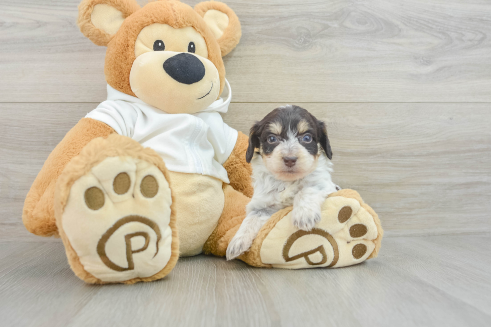 Cute Mini Doxiedoodle Poodle Mix Pup