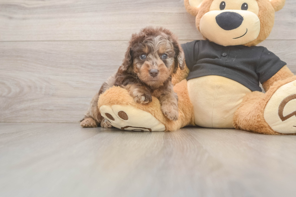 Cute Doxiepoo Poodle Mix Puppy