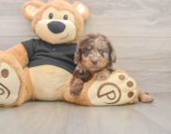 5 week old Mini Doxiedoodle Puppy For Sale - Windy City Pups