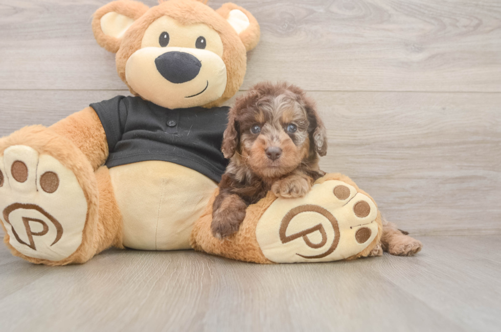 5 week old Mini Doxiedoodle Puppy For Sale - Windy City Pups