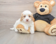 5 week old Mini Doxiedoodle Puppy For Sale - Windy City Pups