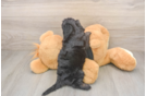 Best Mini Doxiedoodle Baby