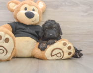 5 week old Mini Doxiedoodle Puppy For Sale - Windy City Pups