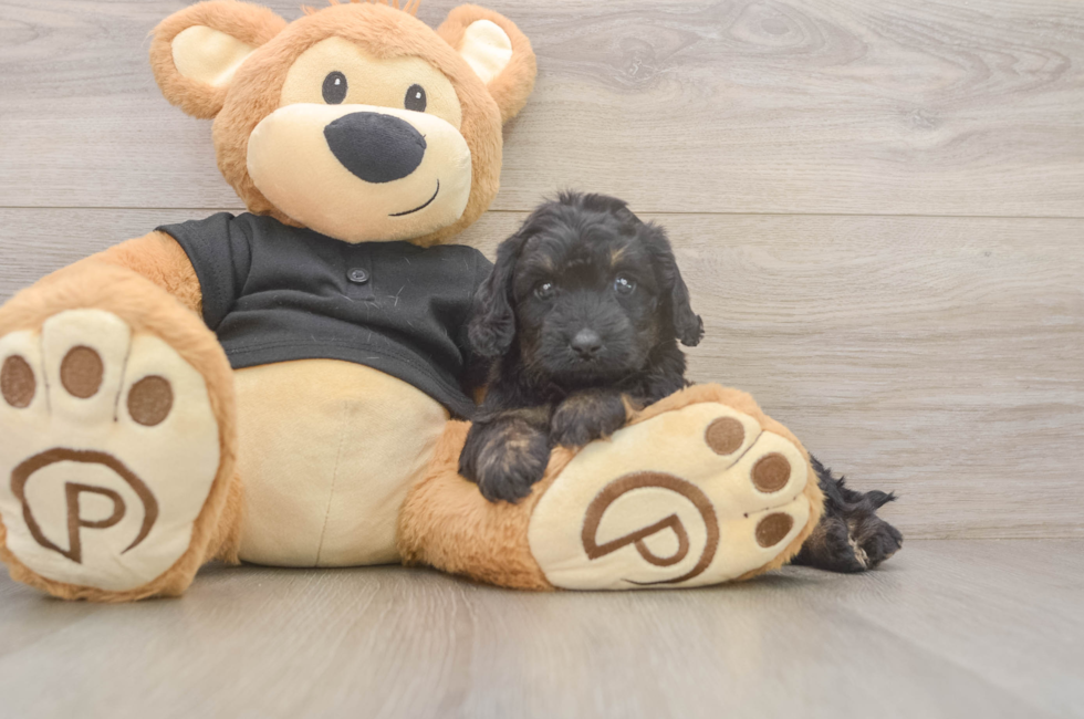 5 week old Mini Doxiedoodle Puppy For Sale - Windy City Pups